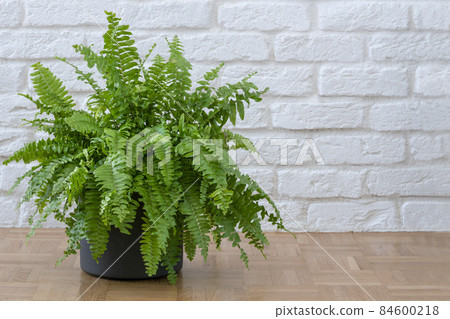 Beautiful potted Boston ferns or Green Lady houseplant on floor by brick wall in living room Beautiful potted Boston ferns or Green Lady houseplant on floor by brick wall in living room 84600218
