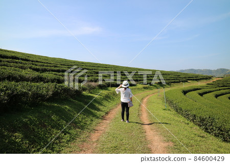 有一個戴著帽子的旅行者站在一大片翠綠的茶園 84600429