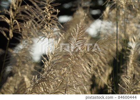 Flower grasses while wind blow with sunset sky in the evening. Flower grasses while wind blow with sunset sky in the evening. 84600444