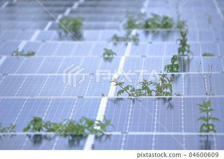 太陽能電池板,草從電池板之間的縫隙中生長 太陽能電池板,草從電池板之間的縫隙中生長 84600609