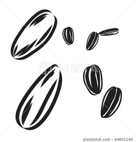 Sunflower seed isolated on white background. Hand drawn sketch. Vector illustration. 84601240