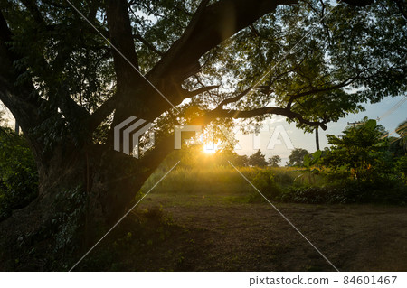 Sunset rays against big old trees near green meadow 84601467