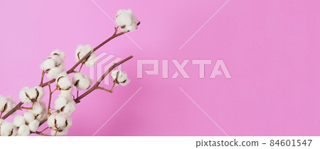 Natural Cotton flowers. Real delicate soft and gentle natural white cotton balls flower branches and pink background. Flowers composition. japan minimal style. nature cotton material for clothes. Natural Cotton flowers. Real delicate soft and gentle natural white cotton balls flower branches and pink background. Flowers composition. japan minimal style. nature cotton material for clothes. 84601547