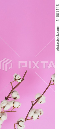 Natural Cotton flowers. Real delicate soft and gentle natural white cotton balls flower branches and pink background. Flowers composition. japan minimal style. nature cotton material for clothes. Natural Cotton flowers. Real delicate soft and gentle natural white cotton balls flower branches and pink background. Flowers composition. japan minimal style. nature cotton material for clothes. 84601548