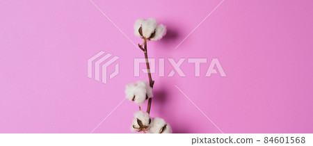 Natural Cotton flowers. Real delicate soft and gentle natural white cotton balls flower branches and pink background. Flowers composition. japan minimal style. nature cotton material for clothes. Natural Cotton flowers. Real delicate soft and gentle natural white cotton balls flower branches and pink background. Flowers composition. japan minimal style. nature cotton material for clothes. 84601568