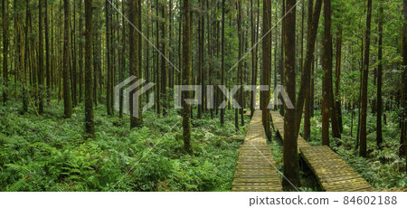 森林，登山，木棧道，森、登山、遊歩道、Forest, mountain climbing, 84602188