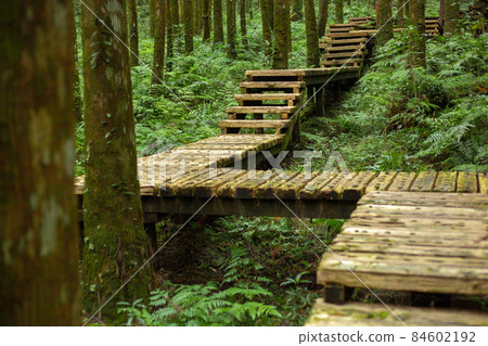 森林，登山，木棧道，森、登山、遊歩道、Forest, mountain climbing, 84602192