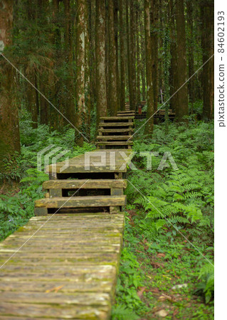 森林,登山,木棧道,森、登山、遊歩道、Forest, mountain climbing, 森林,登山,木棧道,森、登山、遊歩道、Forest, mountain climbing, 84602193