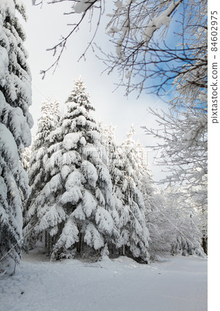Winter forest full in snow and frosting 84602975