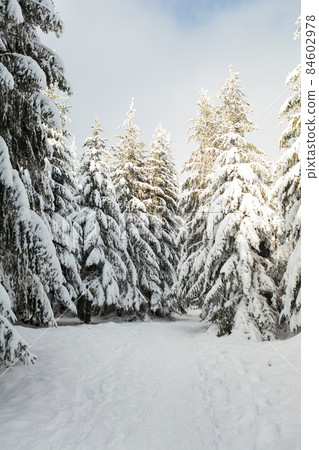 Winter forest full in snow and frosting 84602978