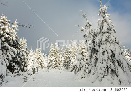 Winter forest full in snow and frosting 84602981