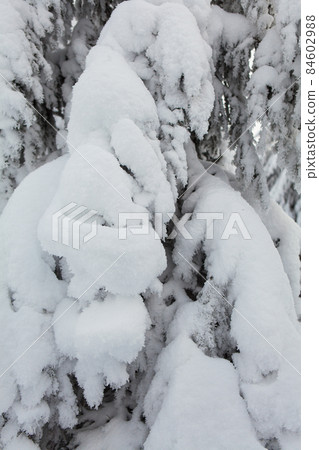 Winter forest full in snow and frosting 84602988
