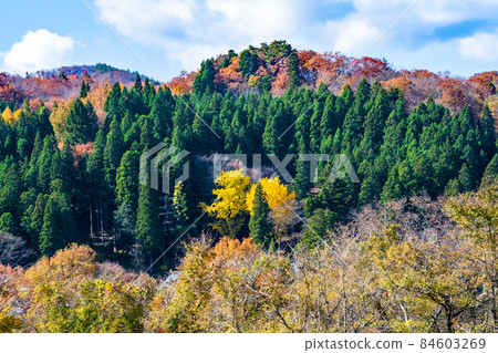 Sendai City Definition Jodo-shu Gokurakuzan Saihoji Temple Evergreen cedar forest and autumn leaves 84603269
