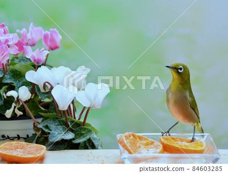 White-eye that came to the feeding table in the garden where small birds came White-eye that came to the feeding table in the garden where small birds came 84603285