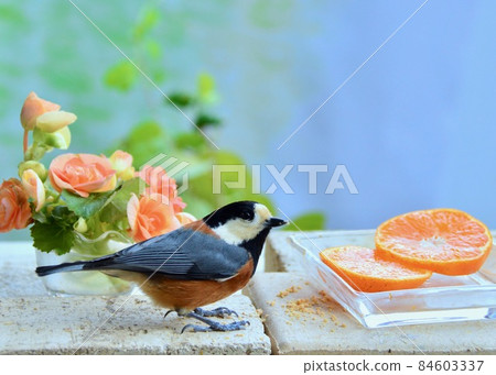 Varied tit that came to the feeding table, a small bird coming 84603337