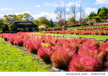國立陸奧森林湖濱公園故鄉村 長屋門前的梯田中的古木亞宮城縣古民居 84603366