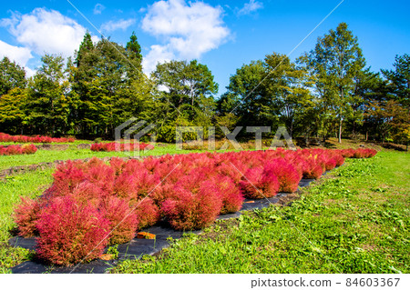 National Michinoku Forest Lakeside Park Furusato Village An old folk house in Miyagi Prefecture, Kokia colored in the terraced fields in front of the Nagayamon 84603367