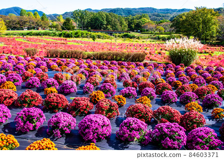 National Michinoku Forest Lakeside Park Furusato Village Terraced Fields Colorful Mum and Kokia in full bloom 84603371