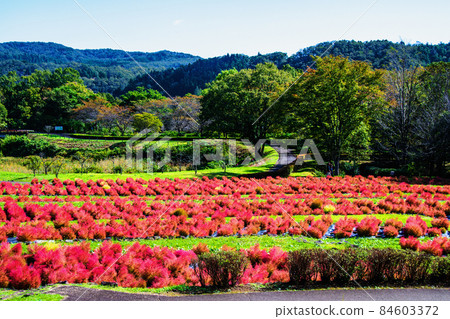 國立陸奧森林湖濱公園故鄉村 柯基亞梯田 84603372