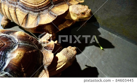 Photographs of two Ketsumeishi tortoises kept in a zoo 84603445