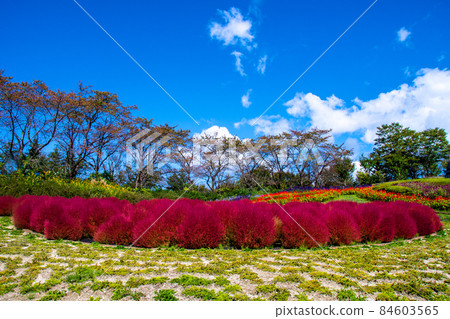 National Michinoku Forest Lakeside Park Aya no Hiroba Kokia's Circle 84603565