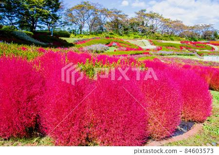國營西廣場公園陸奧湖畔公園的五彩地膚 國營西廣場公園陸奧湖畔公園的五彩地膚 84603573