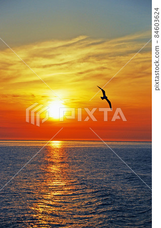 Hokkaido Sea of Japan, black-tailed gull flying in the sunset sky Nature, landscape, summer, July, sky, sun, sunset, dusk, clouds, sunset, oh Hokkaido Sea of Japan, black-tailed gull flying in the sunset sky Nature, landscape, summer, July, sky, sun, sunset, dusk, clouds, sunset, oh 84603624