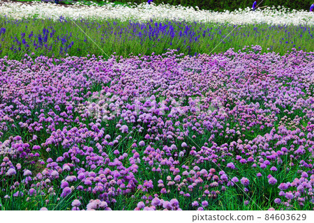 Hokkaido Furano Biei, Chives flower garden Hokkaido Furano Biei, Chives flower garden 84603629