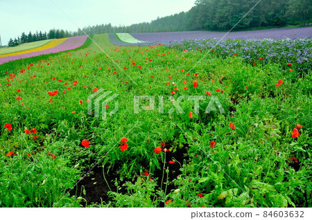 北海道富良野美瑛花田彩色山 84603632