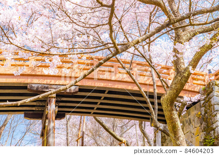 世界上第一朵櫻花，春天在高遠城跡公園[長野縣] 84604203