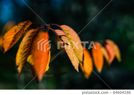 Autumnal yellow leaves 84604286
