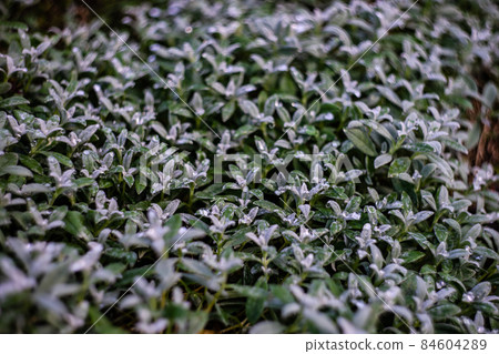 Morning green plant with water in garden Morning green plant with water in garden 84604289