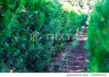 Thuja plant tunnel in the garden 84604291