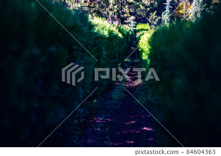 Thuja plant tunnel in the garden 84604363