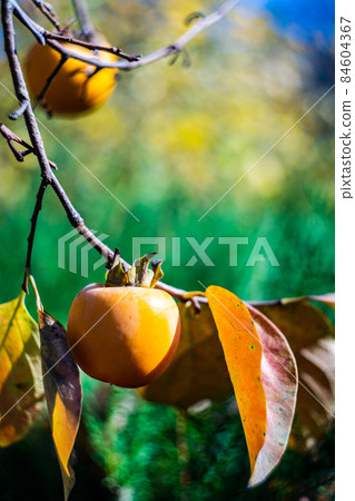 Ripe persimmon fruits in the garden 84604367
