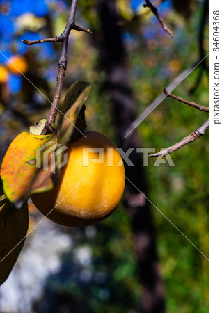 Ripe persimmon fruits in the garden 84604368