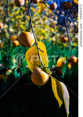 Ripe persimmon fruits in the garden 84604372