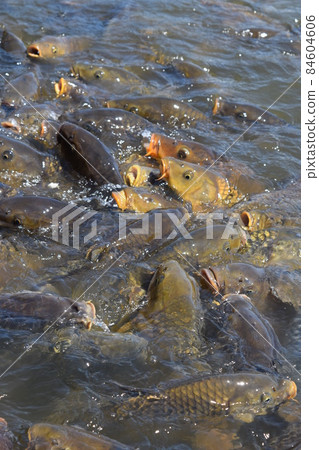 Koi feeding in a pond 84604606