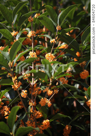 Smell, flower of a cress 84604710