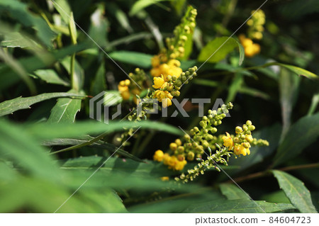 Yellow flowers of foliage plant Mahonia confusa 84604723