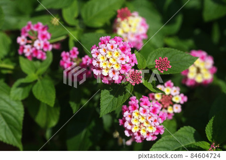 Lantana flowers that continued to bloom from summer to autumn 84604724
