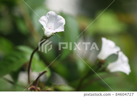 Yamano grass white flower of Limnophila Yamano grass white flower of Limnophila 84604727