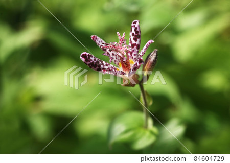 Yamano grass 84604729