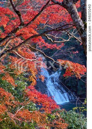 Awamata Waterfall and Autumn Leaves Yoro Valley Awamata Waterfall and Autumn Leaves Yoro Valley 84605040