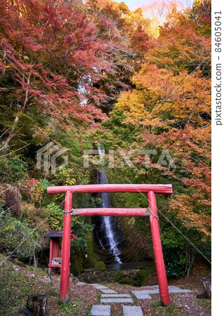 Konjin Waterfall, Torii and Autumn Leaves Yoro Valley Konjin Waterfall, Torii and Autumn Leaves Yoro Valley 84605041