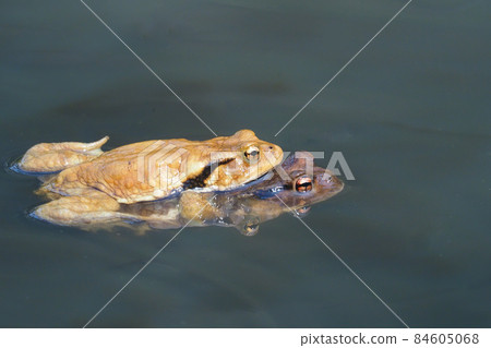 早春蟾蜍產卵行為 84605068