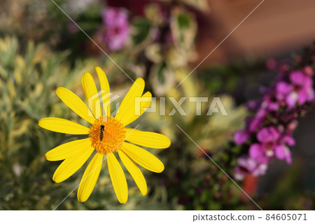 蚜和百合雛菊花 蚜和百合雛菊花 84605071