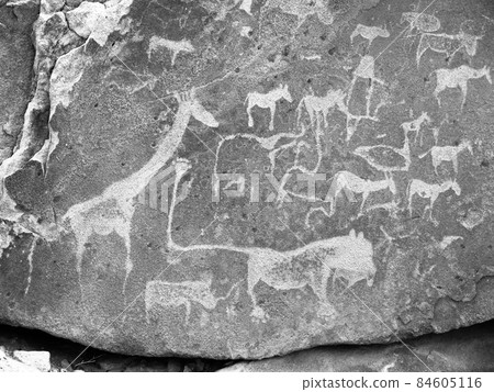 Prehistoric Bushman engravings at Twyfelfontein in Namibia 84605116