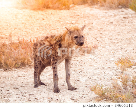 Hyena scavenger in african savanna Hyena scavenger in african savanna 84605118