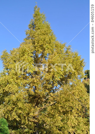 初秋變黃的水杉 初秋變黃的水杉 84605159